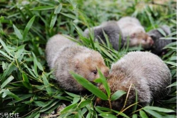 竹鼠是什么意思,竹鼠是老鼠吗?