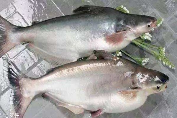 巴沙鱼和龙利鱼的区别,巴沙和龙利鱼的区别