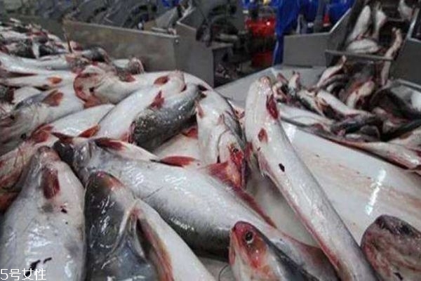 巴沙鱼是什么鱼呢,巴沙鱼是啥鱼