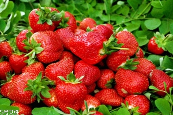 蓝莓有什么功效,草莓有什么功效和作用 蓝莓有什么功效,草莓有什么功效和作用