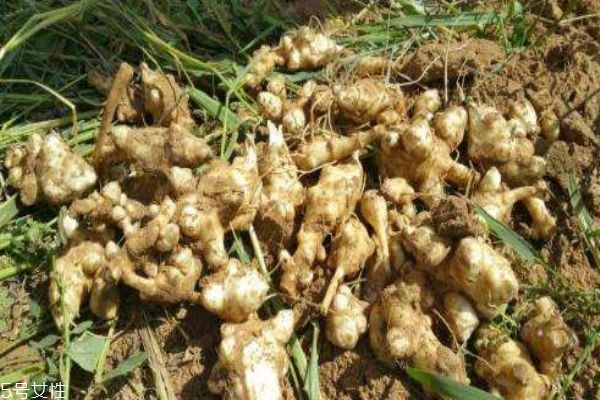 洋姜和生姜有什么区别吗,生姜和洋生姜有什么区别