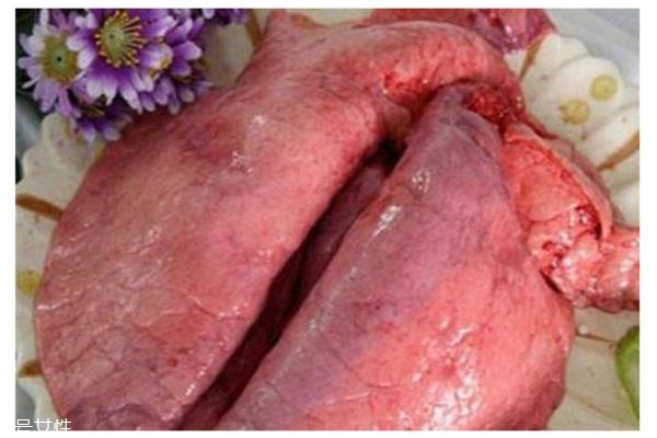 猪肺的功效和作用,猪肺有什么作用