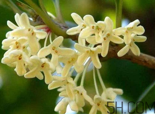 桂花树的扦插方法及时间,桂花扦插时间和方法视频 桂花树的扦插方法及时间,桂花扦插时间和方法视频