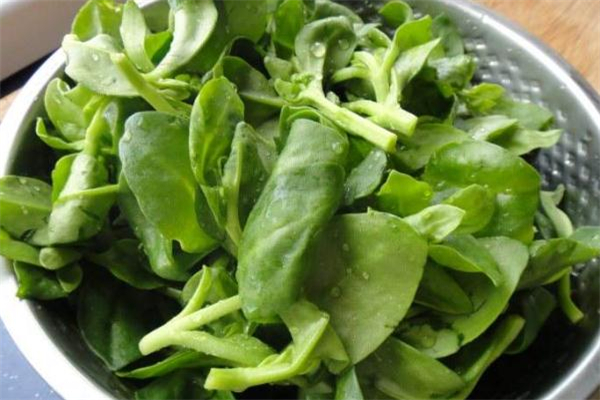 常吃穿心莲有什么副作用,经常吃穿心莲有副作用吗