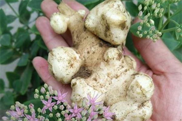 吃洋姜会不会上火,生姜吃了会上火吗