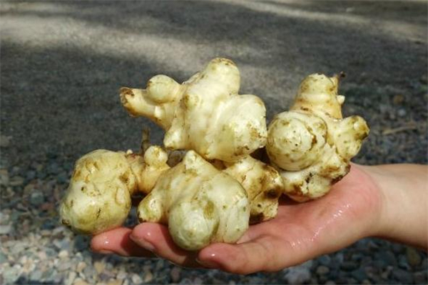 洋姜皮能不能吃,洋姜要去皮才能吃吗