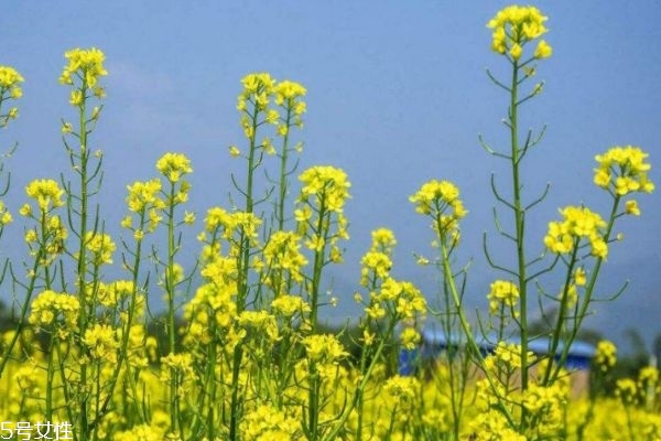 油菜花粉有什么功效和作用,油菜花有什么功效和作用 油菜花粉有什么功效和作用,油菜花有什么功效和作用