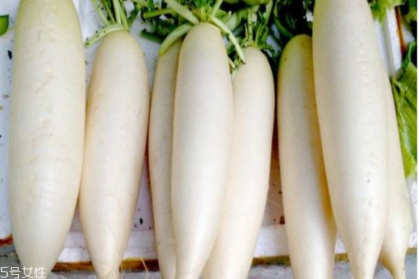 白萝卜的用处,白萝卜有啥功效 白萝卜的用处,白萝卜有啥功效