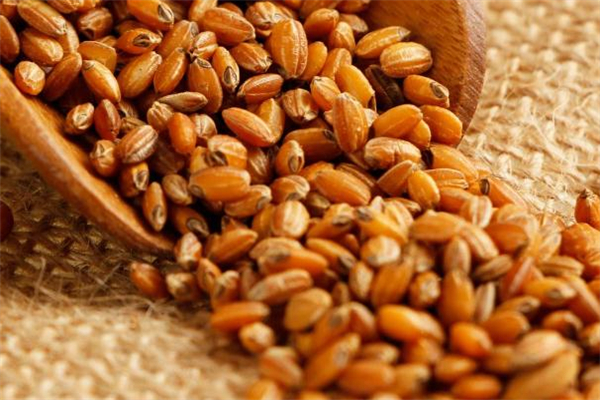 喝糙米茶有什么作用,吃糙米会加重湿气吗?