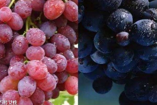 葡萄提子品种,葡萄和提子的区别