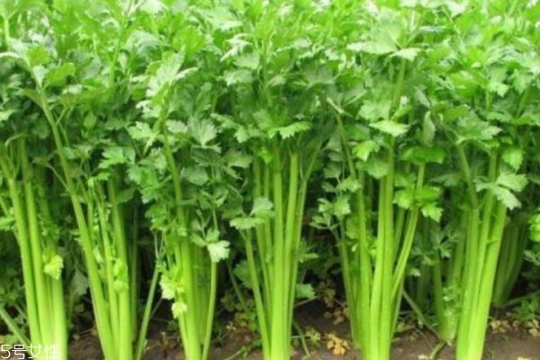 芹菜的功效和作用是什么,芹菜的功效和作用吃法大全