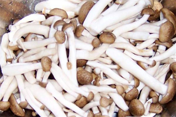 宝宝可以吃蟹味菇吗,蟹味菇怎么做给宝宝吃