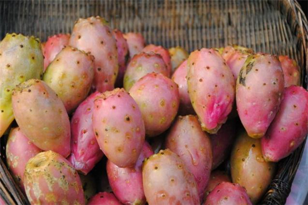 仙人掌果放冰箱可以保存多久,仙人掌果可以冷冻保存吗