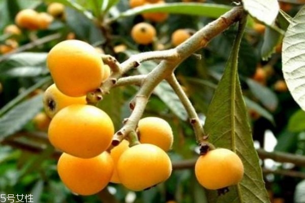 吃枇杷对人体的好处,枇杷对身体有什么好处