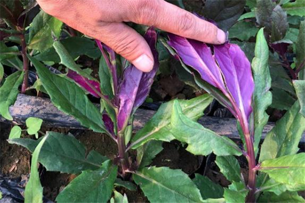 红凤菜孕妇能吃吗,孕妇能吃红菜吗