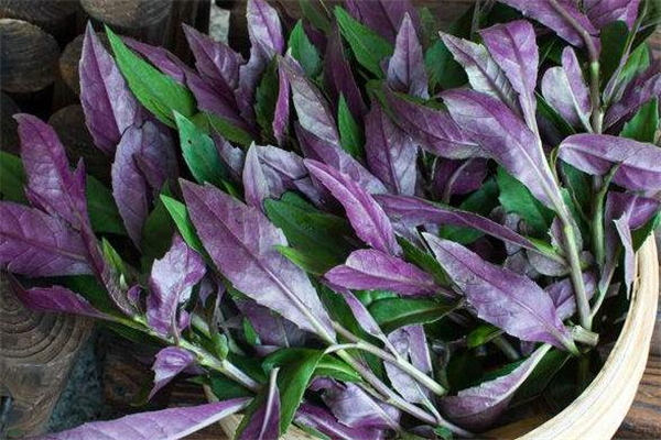 红凤菜抗癌还是致癌,红凤菜到底能不能吃