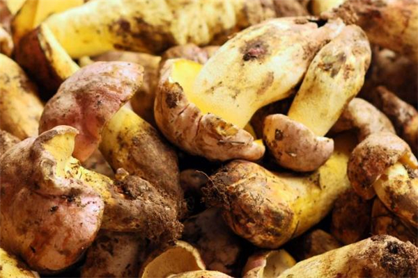 吃牛肝菌可以喝酒吗,吃牛肝菌能不能喝酒