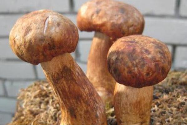 牛肝菌可以炖鸡汤吗,牛肝菌可以煲鸡汤吗