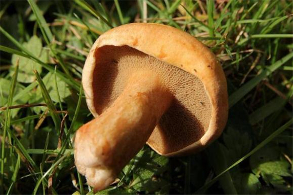 牛肝菌不适合什么人吃,牛肝菌哪些人不能吃