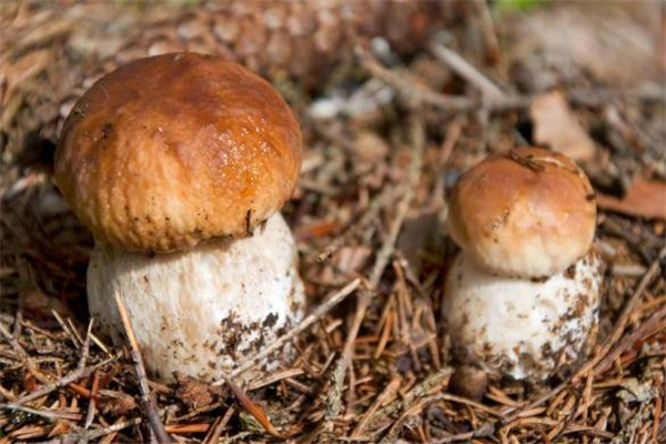 牛肝菌怎么保存最好,牛肝菌怎么保存 牛肝菌怎么保存最好,牛肝菌怎么保存