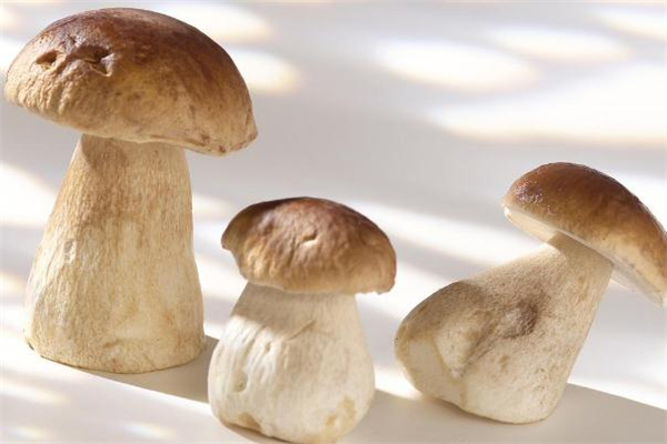 牛肝菌什么颜色的好,牛肝菌什么颜色的是最好的