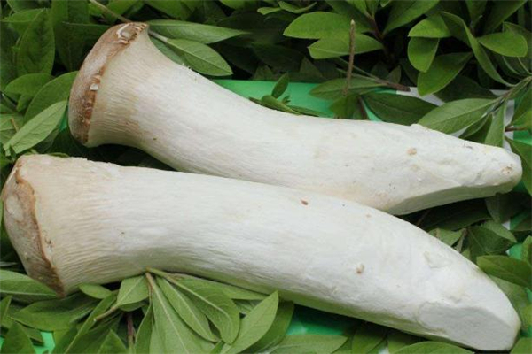 杏鲍菇有点变软还能吃吗,冻了的杏鲍菇软软的还可以吃吗