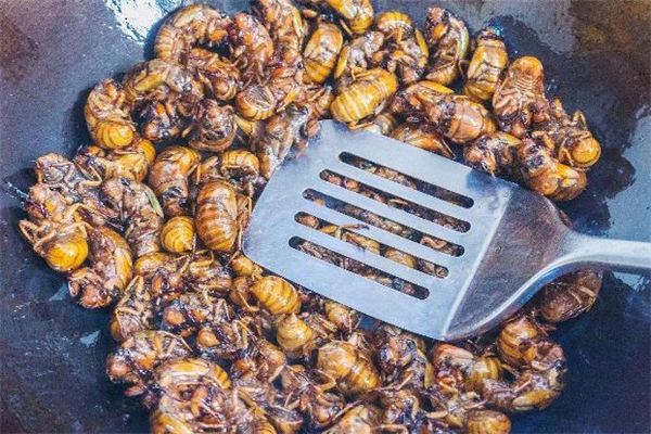 知了猴有寄生虫吗?,知了猴有寄生虫吗视频