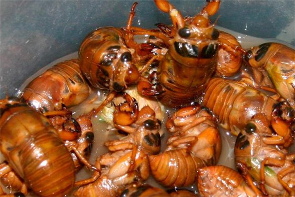 什么人不能吃知了猴,知了猴吃多了好不好