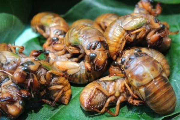 知了猴冷冻一年还能吃吗知了猴怎么冷冻保存,知了猴冷冻了2年还能吃吗?