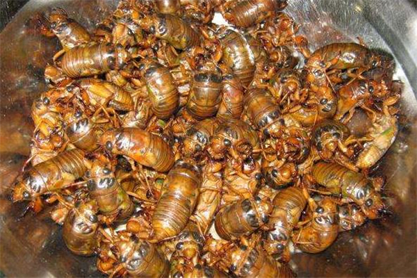 知了猴怎么吃最好,知了猴吃什么