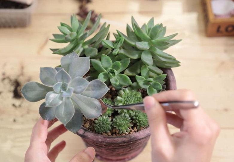 多肉植物病害,多肉常见病及处理方法
