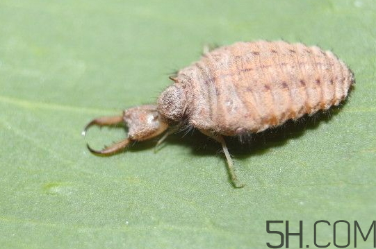 蚁狮吃什么食物,饥荒蚁狮吃什么