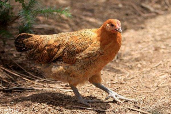 童子鸡可以吃吗,童子鸡什么人不能吃