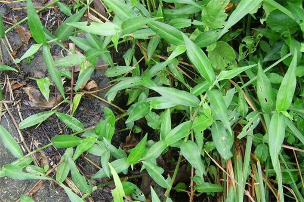 鸭脚草孕妇可以吃吗,孕妇能吃鸭脚吗