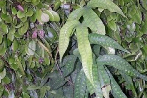 鸭脚草的功效和作用,鸭脚板草的功效