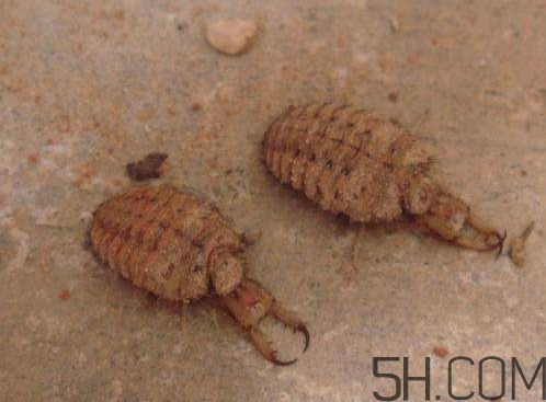 兰蔻小黑瓶精华肌底液怎么样(兰蔻小黑瓶精华肌底液适合干皮吗)