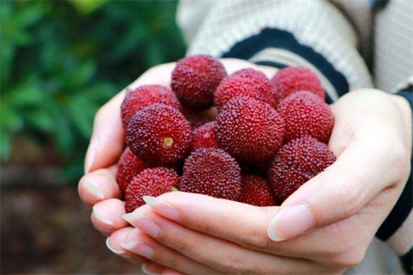 杨梅虫子怎么泡出来,杨梅有虫子