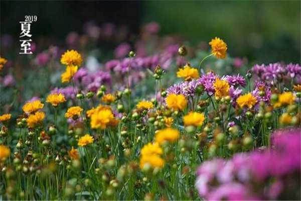 夏至节气要吃什么,夏至适合吃什么食物 夏至节气要吃什么,夏至适合吃什么食物
