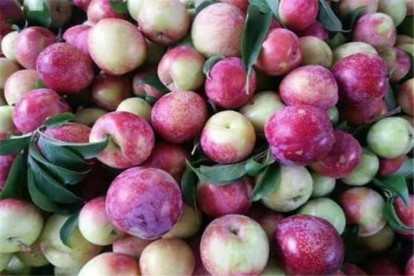 喝李子酒有什么功效,李子和酒能同吃吗?