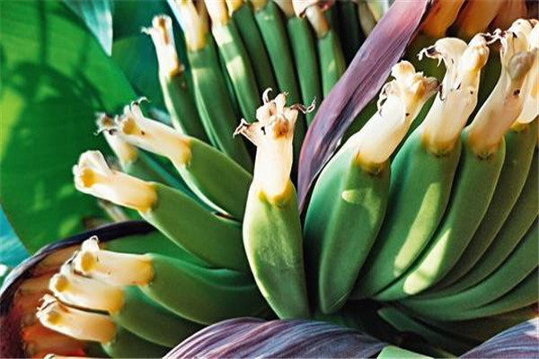 香蕉花的作用和功效和作用,香蕉花的药用功效 香蕉花的作用和功效和作用,香蕉花的药用功效