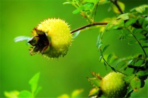 请问刺梨有什么功效,刺梨的功效和作用百度百科