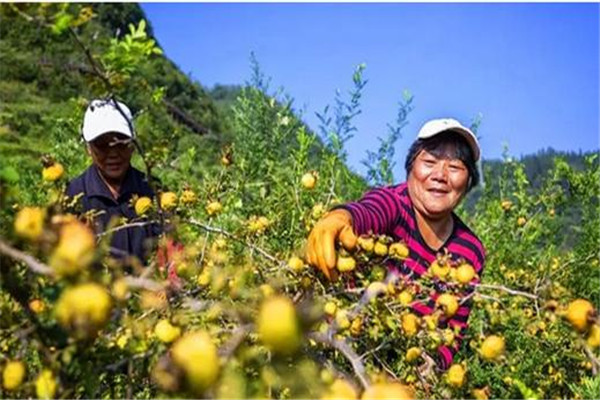 刺梨的禁忌人群有哪些?,刺梨的功效和作用及禁忌人群