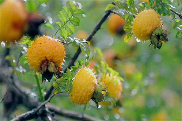 怎么快速去掉刺梨的刺,怎么弄刺梨 怎么快速去掉刺梨的刺,怎么弄刺梨