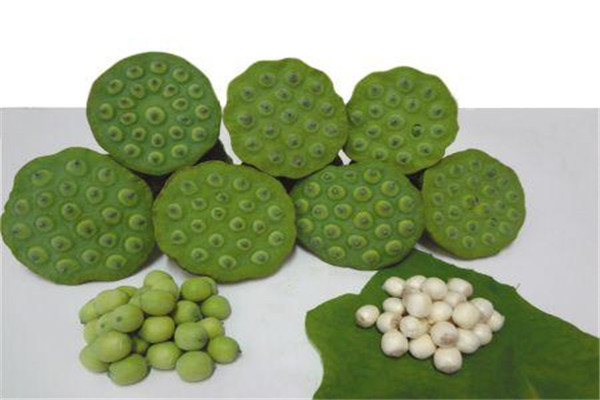 干的莲蓬能放在家里吗?,干莲蓬一次要放多少个 干的莲蓬能放在家里吗?,干莲蓬一次要放多少个