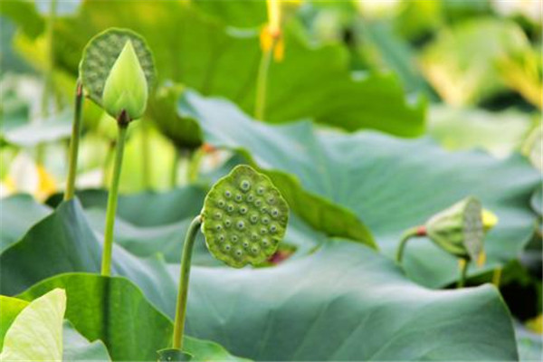 莲蓬煲汤做法大全,莲蓬怎么吃 莲蓬的常见吃法 莲蓬煲汤做法大全,莲蓬怎么吃 莲蓬的常见吃法