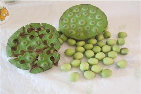 莲蓬泡水喝的功效和作用,喝莲蓬水有什么作用 莲蓬泡水喝的功效和作用,喝莲蓬水有什么作用