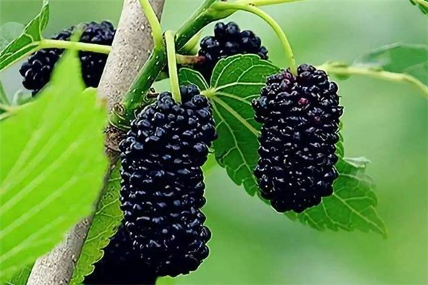 玉米须可以和桑葚一起泡水喝吗,桑葚和玉米须可不可以一起泡