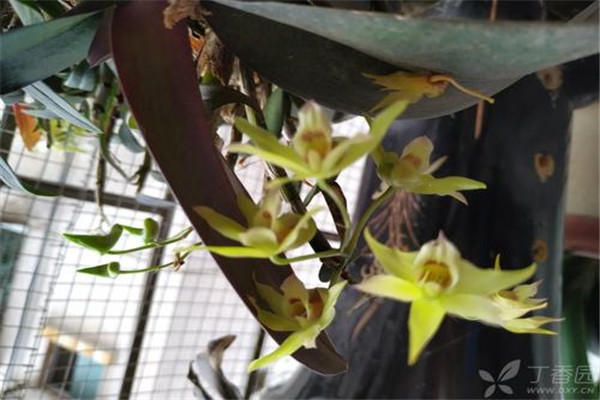 铁皮石斛可以和茶叶一起泡吗,铁皮石斛可以和茶叶一起泡水喝吗