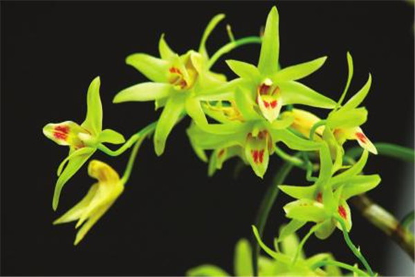 铁皮石斛泡水喝的功效和作用,铁皮石斛的泡开水功效和作用