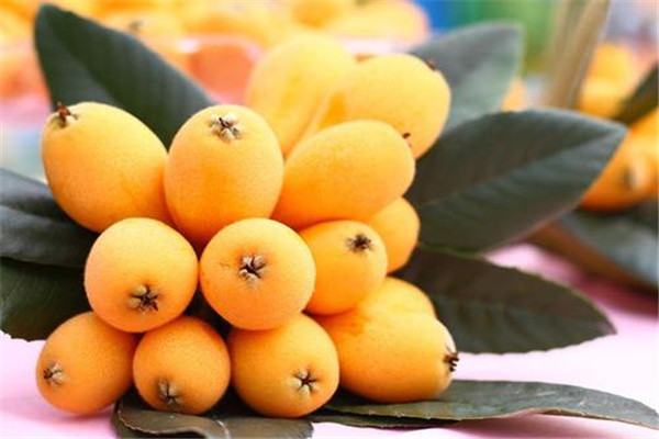 枇杷叶煮水有副作用吗,枇杷叶子煮水喝有什么副作用